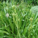 Eryngium agavifolium